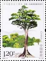 Merbau (Intsia bijuga)