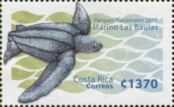 Leatherback Sea-Turtle (Dermochelys coriacea)