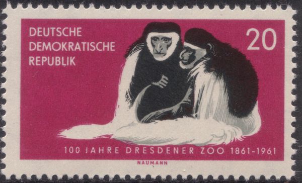 Mantled Guereza (Colobus guereza)