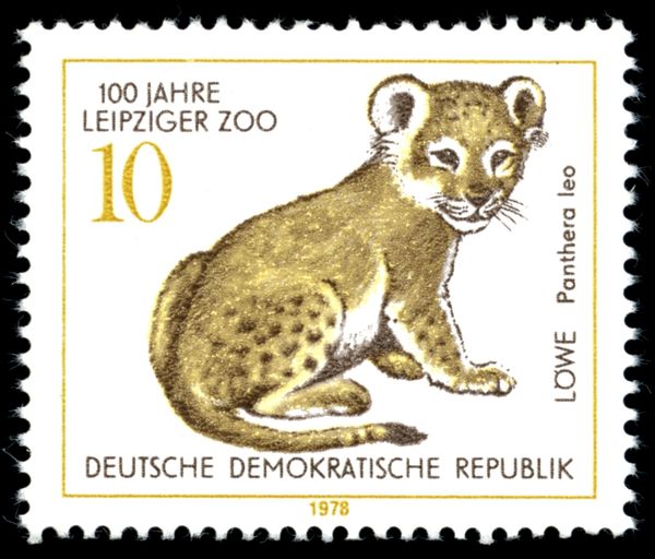 Lion (Panthera leo)