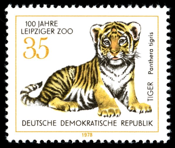 Amur Tiger (Panthera tigris altaica)