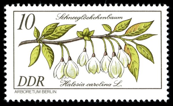 Halesia carolina