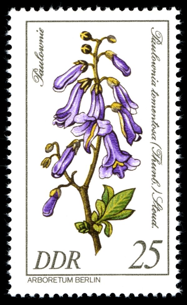 Paulownia tomentosa