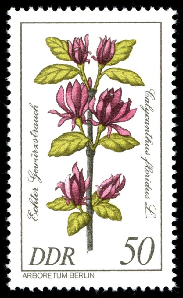 Calycanthus floridus