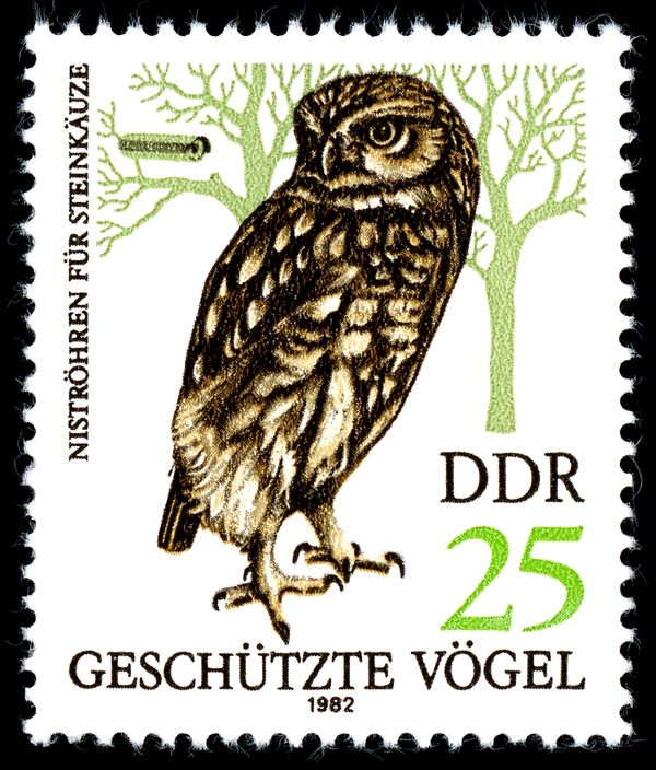 Little Owl (Athene noctua)