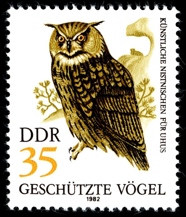 Eurasian Eagle-Owl (Bubo bubo)