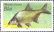 Freshwater Bream (Abramis brama)
