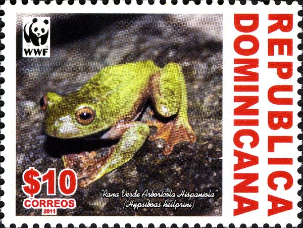 Hispaniolan Green Treefrog (Hypsiboas heilprini)