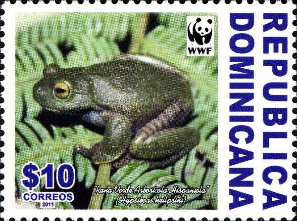 Hispaniolan Green Treefrog (Hypsiboas heilprini)