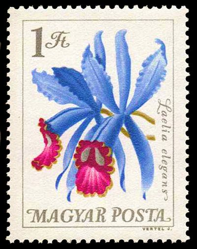 Laelia purpurata (orchid)