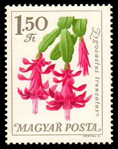 Christmas Cactus (Zygocactus truncatus)