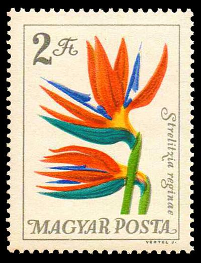 Crane Flower (Strelitzia reginae)