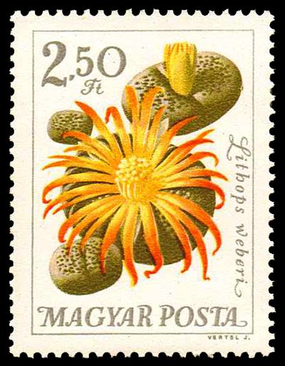 Flowering Stones (Lithops weberi)