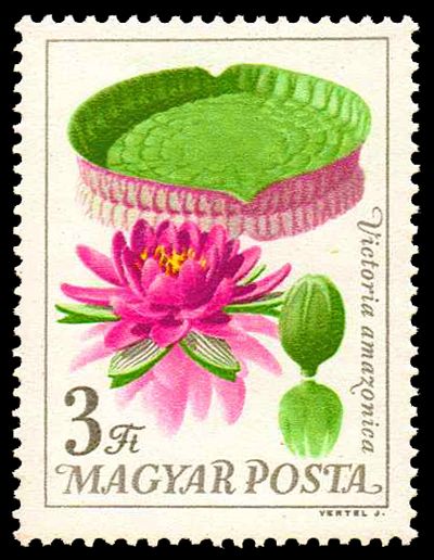Victoria Water Lily (Victoria amazonica)