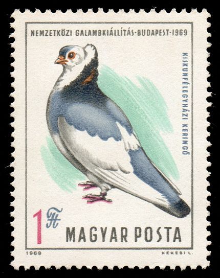 Felégyhaza Tumbler (Columba livia forma domestica)