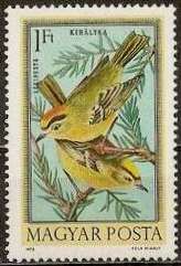 Common Firecrest (Regulus ignicapilla)