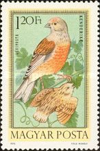 Common Linnet (Linaria cannabina)