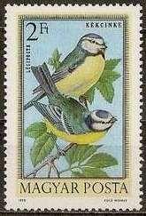 Eurasian Blue Tit (Cyanistes caeruleus)