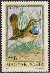 White-spotted Bluethroat (Luscinia svecica cyanecula)