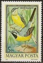Grey Wagtail (Motacilla cinerea)