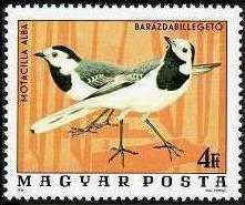 White Wagtail (Motacilla alba)