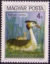 Great Crested Grebe (Podiceps cristatus)
