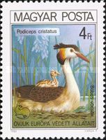Great Crested Grebe (Podiceps cristatus)