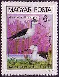 Black-winged Stilt (Himantopus himantopus)