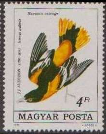 Baltimore Oriole (Icterus galbula)
