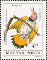 Northern Flicker (Colaptes auratus)