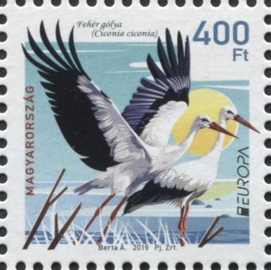 White Stork (Ciconia ciconia)