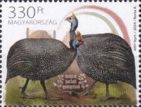 Hungarian Landrace Guinea Fowl