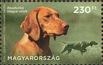 Smooth-Haired Hungarian Vizsla