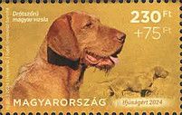 Wire-Haired Hungarian Vizsla