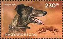 Hungarian Greyhound