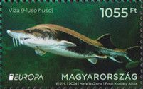 Great Sturgeon (Huso huso)