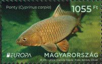 Common Carp (Cyprinus carpio)
