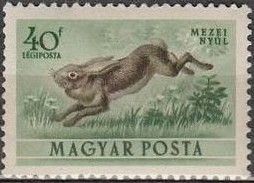 European Hare (Lepus europaeus)