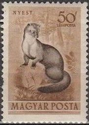 Stone Marten (Martes foina)