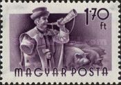 Domestic Pig (Sus scrofa domesticus) and Herdsman