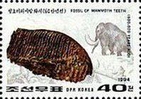 Mammoth teeth