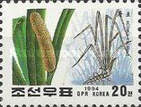 Acorus calamus