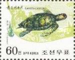 Loggerhead (Caretta caretta)