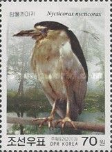 Black-crowned Night-heron (Nycticorax nycticorax)