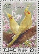 Cockatiel (Nymphicus hollandicus)