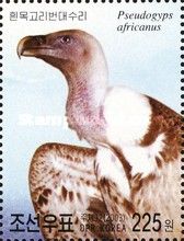 White-backed Vulture (Pseudogyps africanus)