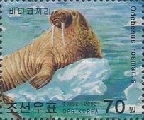 Walrus (Odobenus rosmarus)