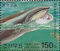 Bowhead Whale (Balaena mysticetus)