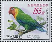 Yellow-collared Lovebird (Agapornis personata)