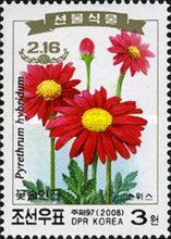Feverfew